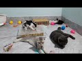 The FUNNIEST Dogs and Cats Shorts Ever😹🐕You Laugh You Lose😺