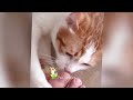 Guilty Dog and cat is so funny😿🐶Try Not to Laugh😹🐕2024