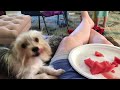 Cute Dog LOVES watermelon