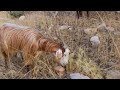 Goat And Sheep Grazing - Nomadic lifestyle