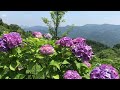 紫陽花の海に溺れて下さい　秩父美の山公園