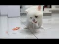 Funny ANIMAL videos🤗Funniest CATS🐈 and DOGS🐕 2024