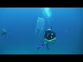 Box jellyfish (Chironex ) Diving Thailand Sail Rock Underwater video