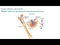 Blood cell formation - Bone Marrow & Hematopoiesis || 2 mins