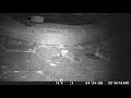 Trail Camera: Badger fight outside the kitchen window