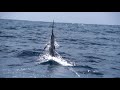 Marlin facts: also swordfish facts | Animal Fact Files