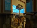 Siberian Kitten and Cat explore their new Cat Tree