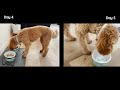 Stubborn Puppy Won’t Eat! // How To Get A Picky Dog to Eat // Goldendoodle