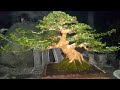 CEK HARGA BONSAI SUPER MEWAH