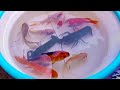 Colorful surprise eggs lobster snake cichlid betta fish turtle butterfly fish goby fish