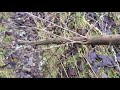 Blackthorn staff thorny 3/12/21