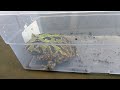 Green pacman frog