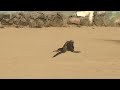 Up close with a marine iguana Galápagos Islands