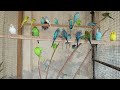 3 Hour Chirping of Parakeet Budgie Birds , Listen to Nature Bird Songs, Meditation to Reduce Stress