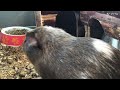 Guinea Pigs In The Cage (Time Lapse)