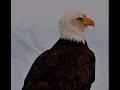 The top 7 Leadership principals you can learn from an Eagle