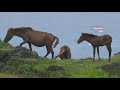 5 Smallest Horse in the World: 5 Smallest Horse Breeds