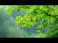 Rain Sounds for Sleeping - Stress Relief Music, Stop Overthinking, Fall into Sleep & Rain Sounds