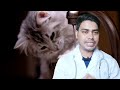 Dehydration of cat / Easy method to detect / বিড়ালের ডিহাইড্রেশন বা পানিশূন্যতা করনীয় ও পরামর্শ।