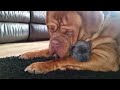 Dogue de bordeaux loves 4wk old french bulldog puppy