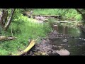 Peaceful cougar encounter