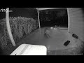 Curious raccoon learns about an electronic mouse trap