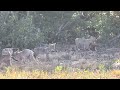Wild coyote pups having fun and discovering the world. (20+ minutes)