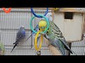 Playful budgies @YourBudgieBuddies