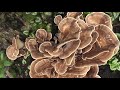 Riesen-Porling, ein essbarer Pilz