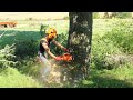 Falling Oak Tree With Husqvarna 390xp