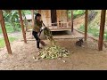 Girl makes house floor from clay, Harvesting and preserving corn | Trieu Thi Sểnh