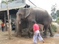 Elephants at Chiang Mai