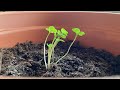 How rocket plant grows