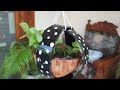 hanging plant pot ideas using pvc pipe ll coconut shell hanging plant pot idea ll diy planter ll
