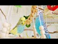 Sunday morning happy Parakeets sounds! Cute Birds for cats to watch #budgies #parakeet #parrot