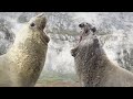 Penguin Races to Feed Her Starving Chick | Snow Chick: A Penguin's Tale | BBC Earth
