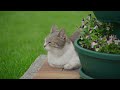 Music for Nervous Cats - Soothing Sleep Music, Deep Relaxation Music For Your Pet