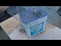 Homemade crawfish trap! Like the crayster trap//Works great, and catches those tasty little mudbugs!