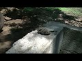 Clearing out brush and rocks to seed this field with grass