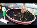 Bonsai Lohansung  exhibition ( Podocarpus Macrophyllus )