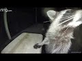 raccoons