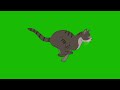 HD Cat Run Cycle Green Screen Chroma Footage | Dynamic Motion for Your Projects