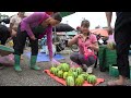 Harvesting Cucumis Melon Goes To Market Sell - Weeding Preparing Harvest Rice | Phuong Harvesting