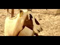 Oryx - Sounds of the desert - Qatar