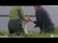 24.08.07 Royal Albatross Cam - 小信補充餵食 TF Chick Supplementary Fedding