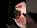 The Eternal Flame is one of the most rare opals on the planet