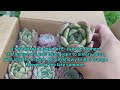 I won a FREE Succulents from the Next Gardener #succulent #succulentplants #unoxingsucculents