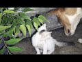 Baby Cat Playing With Green leaf 🌿🌿🌿🌿||Cute Baby Cat Meowing Video🐈🐈🐈🐈😻😻😻😻