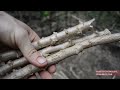 Primitive Technology: Planting Cassava and Yams