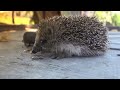 Hedgehog Haven: Moments with Quirky Quill-Covered Friends! #hedgehog #trending #cute #pets
